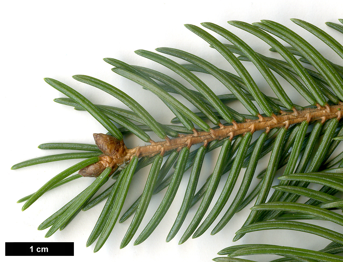 High resolution image: Family: Pinaceae - Genus: Picea - Taxon: ×fennica (P.abies × P.obovata)